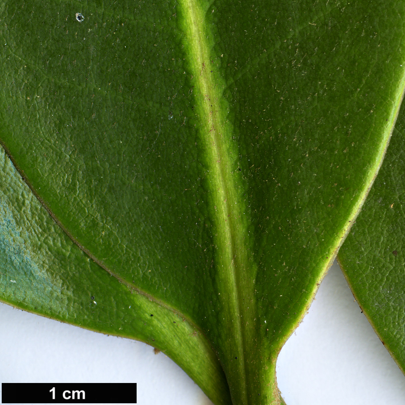 High resolution image: Family: Ericaceae - Genus: Rhododendron - Taxon: clementinae - SpeciesSub: subsp. aureodorsale